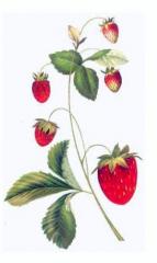 WILD STRAWBERRY