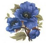 Blue　Poppy