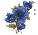 Blue Poppy