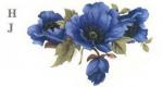 Blue Poppy