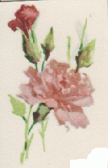 Carnation