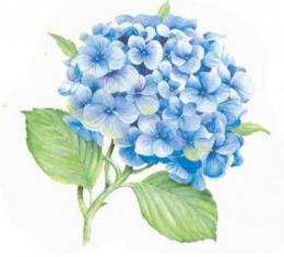 紫陽花　　Hortensia