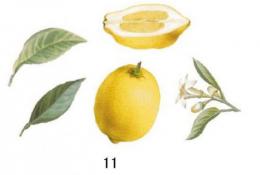 Lemon 5Pset