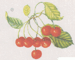 CERISES