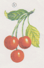 CERISES