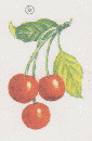 CERISES