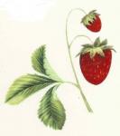 Wild Strawberry