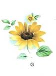 SUNFLOWERーG　