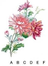 Chrysanthemum