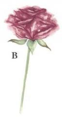 Pink Rose-B