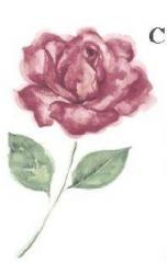 Pink Rose-C