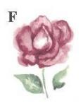 Pink　Rose-F