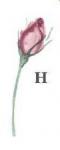 Pink　Rose-H