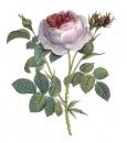 The　Rose. 70396A